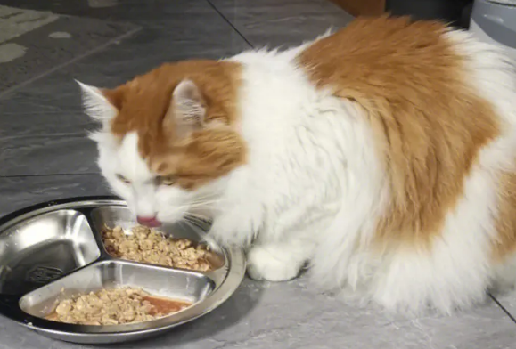 猫粮买哪种比较好