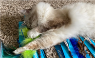 猫咪玩具逗猫棒
