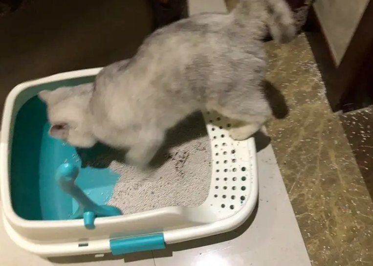 猫会用猫砂但是乱拉屎怎么办?或许本文可以帮到你 猫会用猫砂但是乱拉屎怎么办?或许本文可以帮到你