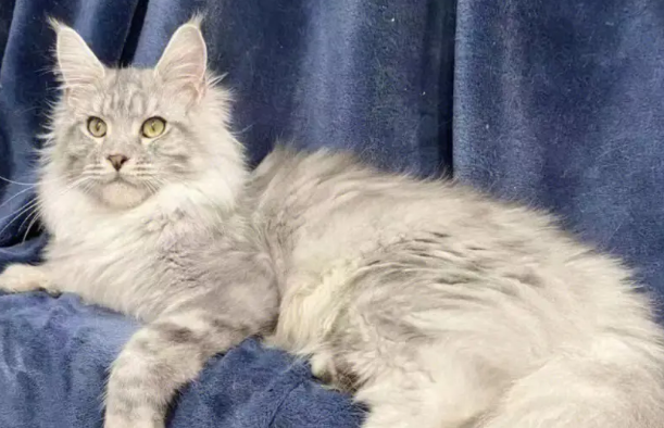 养猫须知：缅因猫拆家吗？