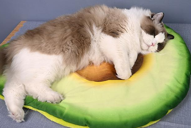 怎么让猫咪在窝里睡觉 怎么让猫咪在窝里睡觉