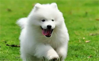 新手须知：犬瘟用什么消毒？