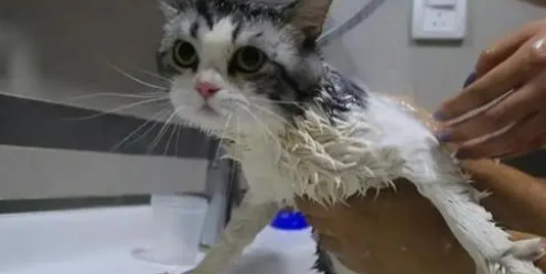 猫需要洗澡吗，宠物猫适合的洗澡频率