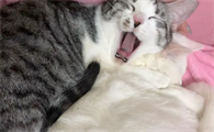 怎么让猫咪帮自己口