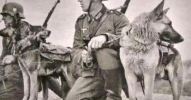 1950年二战军犬偶遇杀害主人的凶手，上前咬死凶手后，结局如何