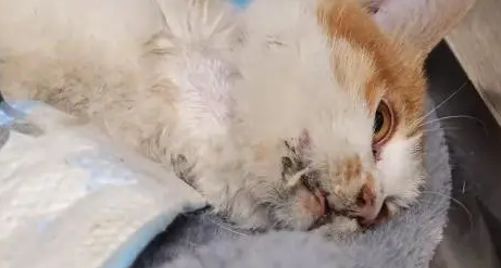 不停抽搐的小橘猫,虽然等到帮助,可最后还是没能把它留住 不停抽搐的小橘猫,虽然等到帮助,可最后还是没能把它留住
