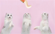 宠物零食猫条一次吃多少