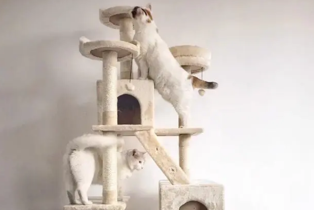 猫爬架和猫抓板对猫居然那么重要! 猫爬架和猫抓板对猫居然那么重要!