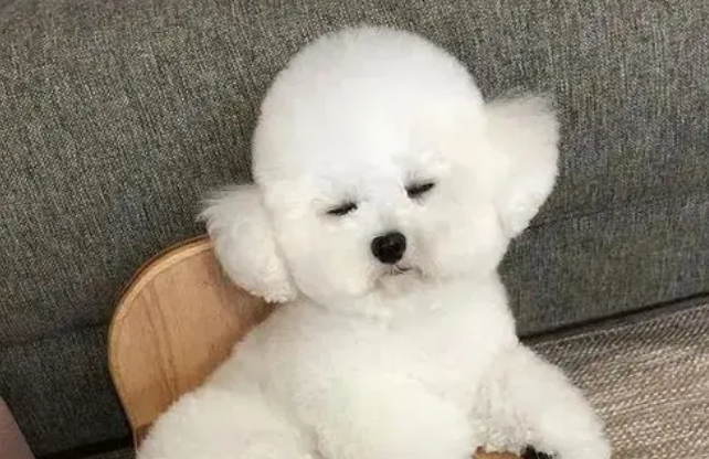 适合比熊的狗窝