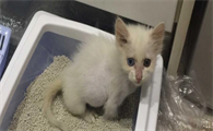 换猫砂怎么过渡？猫砂几天换一次？