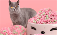 猫砂的保质期一般是多长时间