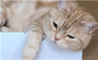 如何判断猫藓快好了？不必过于担心
