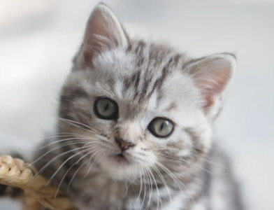 养猫家庭的驱蚊措施怎么做才好? 养猫家庭的驱蚊措施怎么做才好?