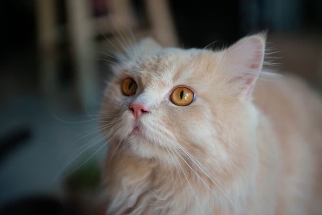 宠物猫咳嗽吃什么药