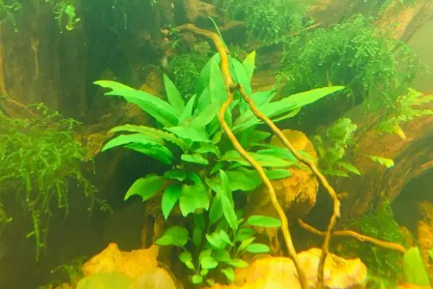 水质好不好,自己有个标准,你养的水草,鱼都很好,那才叫好水质 水质好不好,自己有个标准,你养的水草,鱼都很好,那才叫好水质