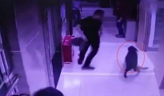 为保护怀孕妻子和4岁孩子，男子用脚驱赶狗遭指责