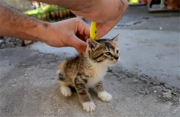 为什么抓猫咪后颈它就不动了?原因竟是如此 为什么抓猫咪后颈它就不动了?原因竟是如此