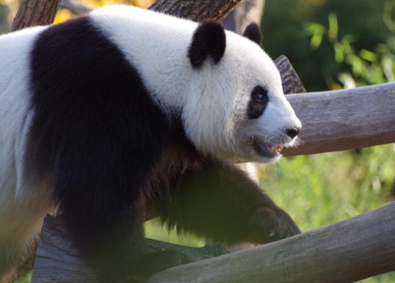 日本游客排队告别大熊猫香香：要回国了