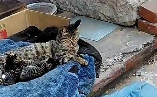猫妈喂奶小奶猫跑出来一只，“干妈”金毛帮忙带