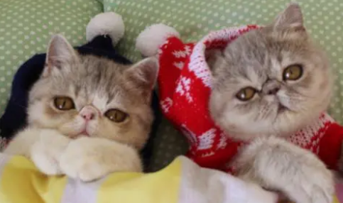 猫咪可以天天吃营养膏吗? 猫咪可以天天吃营养膏吗?