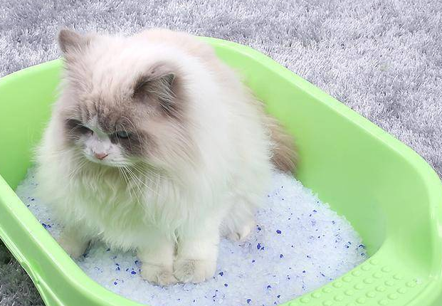 猫砂贵的和便宜的区别 猫砂贵的和便宜的区别