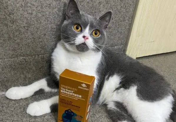狗的益生菌猫能吃吗