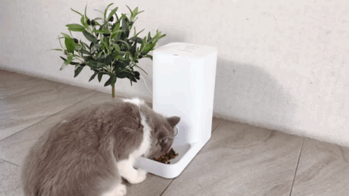 猫咪自动喂食器哪种好
