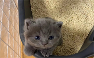 猫砂排名前十 猫砂排名前十