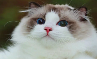布偶一个月能吃多少猫粮