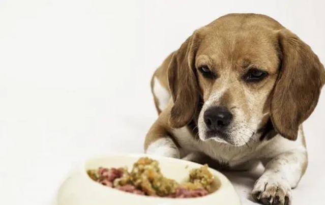犬猫在什么情况吃益生菌呢？4大方面详解益生菌！