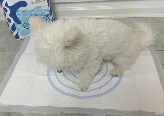 狗狗为什么要用尿垫 狗狗为什么要用尿垫