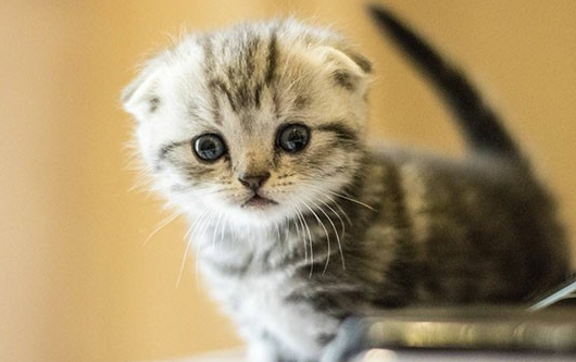 猫尿不尽是什么原因造成的? 你了解多少