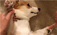 狗狗身上一直痒怎么办?这里有方法
