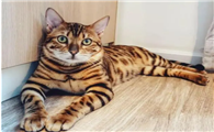 豹猫猫粮推荐