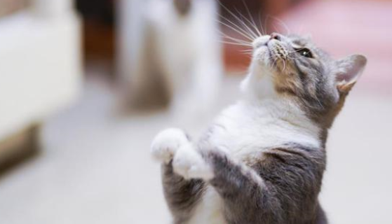 有必要给猫吃营养膏吗?营养膏是什么? 有必要给猫吃营养膏吗?营养膏是什么?