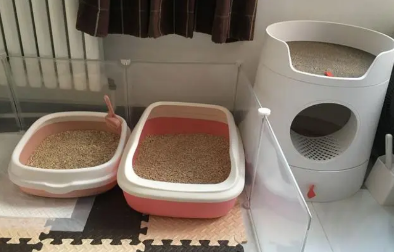 猫砂盆和食盆要多少远？这篇文章可以告诉你