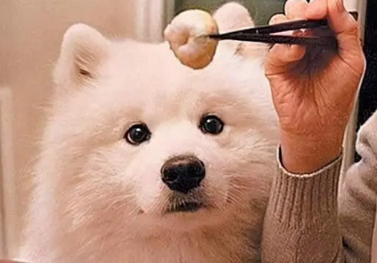 什么狗粮适合萨摩耶吃