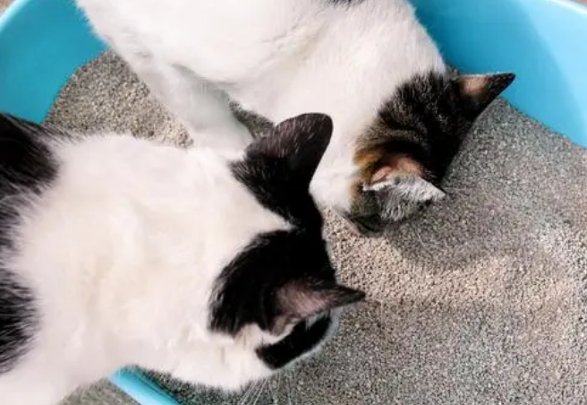 猫砂有保质期吗