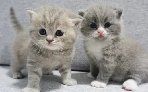 两个月的猫吃多少罐头