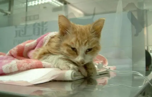 猫鼻支干扰素打几天后会有什么症状？
