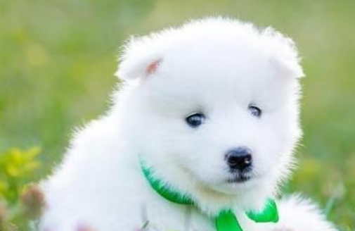 狗狗可以喝羊奶粉吗？有什么好处？