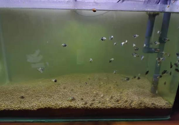遭遇了鱼缸水质浑浊,采取这些简单方法改善,我就不信治不好它 遭遇了鱼缸水质浑浊,采取这些简单方法改善,我就不信治不好它