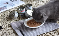 猫罐头一周喂几次