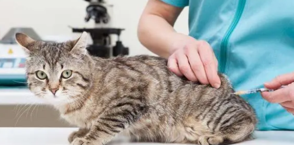 养宠科普：怎么知道猫打没打疫苗？