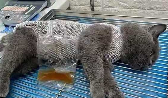 猫咪导尿多少钱