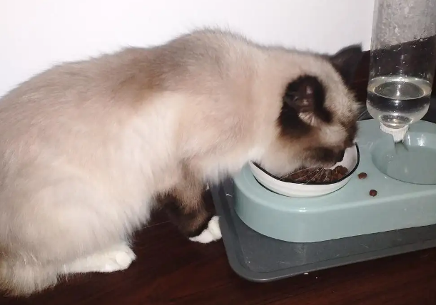 布偶吃那个猫粮