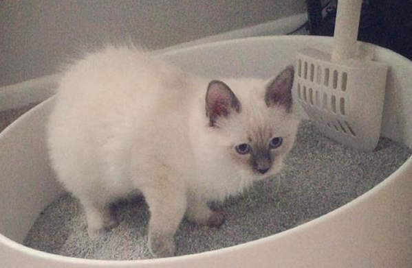 猫砂怎么做出来 猫砂怎么做出来