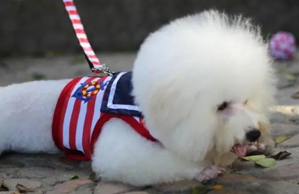 狗狗的牵引绳怎么穿 狗狗的牵引绳怎么穿