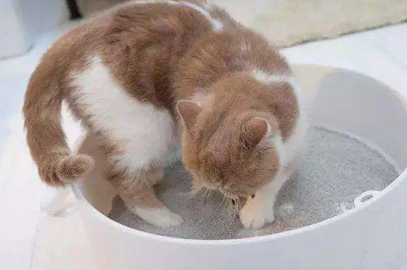 膨润土猫砂是什么