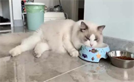 布偶猫适合哪款猫粮